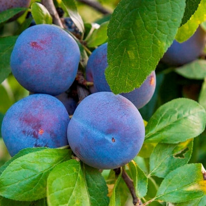 Слива Стартовая