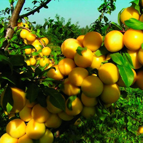 Слива сонейка