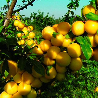 Слива сонейка