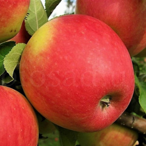 Яблоня Пинова