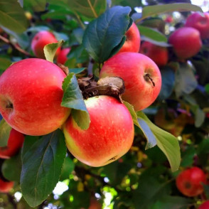 Яблоня Мечта