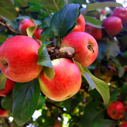 Яблоня Мечта