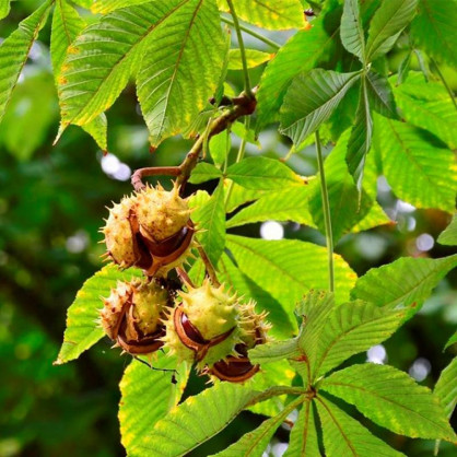 Каштан обыкновенный конский