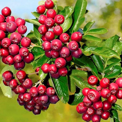 Рябина Ликерная