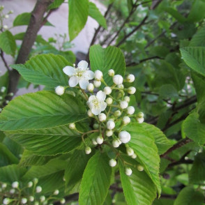 Рябина Ред Бирд