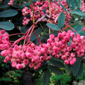 Рябина Пинк Вейл