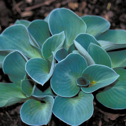 Хоста Блю Маус (Blue Mouse)