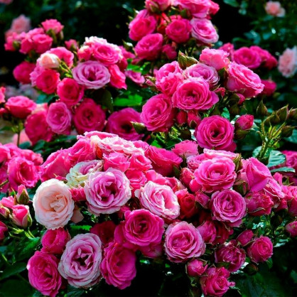 Роза в ассортименте