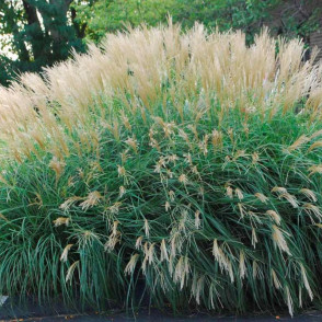 Мискантус китайский