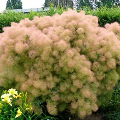 Скумпия Янг Леди