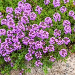 Тимьян в ассортименте