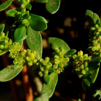 Грыжник в ассортименте