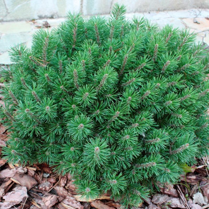 Сосна горная Гном