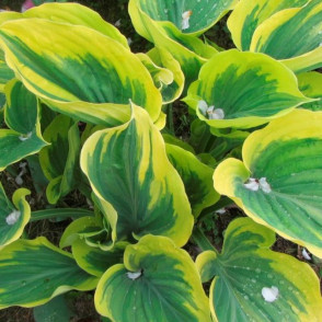 Хоста Либерти (Liberty)