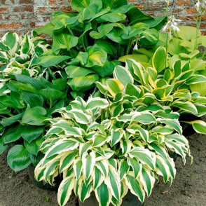 Хоста в ассортименте