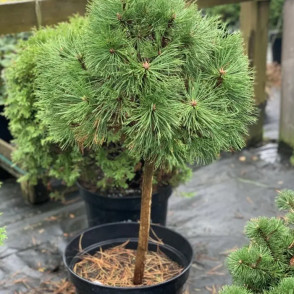 Сосна горная Варелла на штамбе