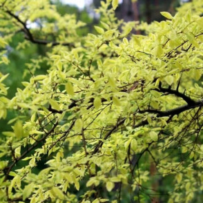 Вяз Гейша (Ulmus parvifolia Geisha)