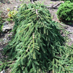 Ель Лорелей (Picea abies Loreley)