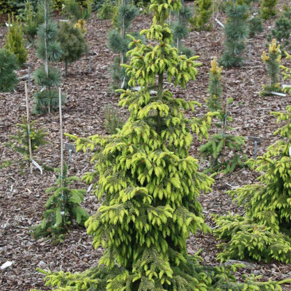 Ель оморика Ауреа (Picea omorika Aurea)