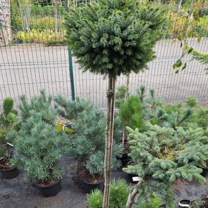 Ель Оморика Нана на штамбе (Picea omorika nana)