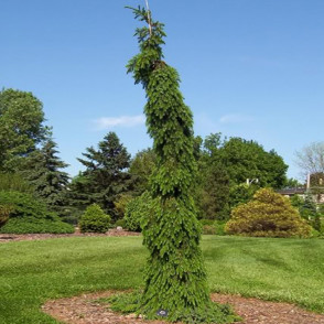 Ель сербская Брунс (Picea omorika Bruns)