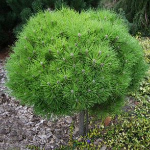 Сосна черная карликовая Бамбино (Гаелль Брегеон)