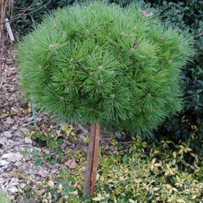 Сосна черная Глобоза на штамбе