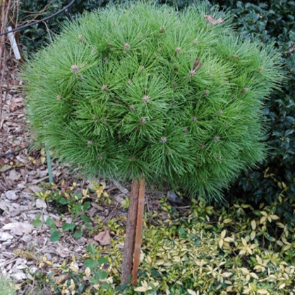 Сосна черная Глобоза на штамбе