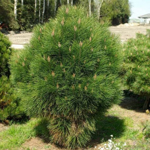 Сосна черная Ронделло (Pinus nigra Rondello)