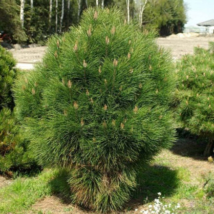 Сосна черная Ронделло (Pinus nigra Rondello)