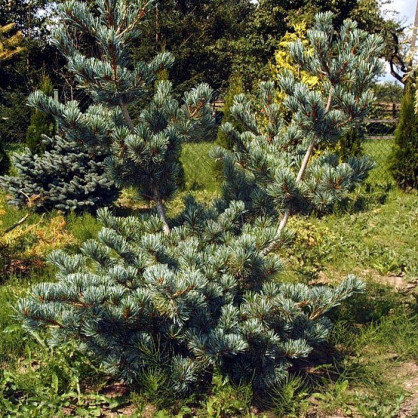 Сосна мелкоцветковая Глаука (Glauca)