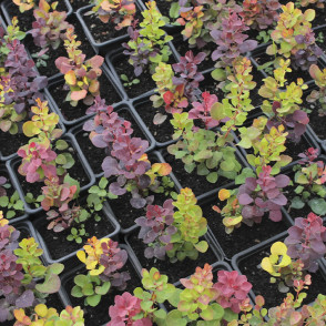 Барбарис Микс