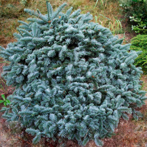 Пихта серебристая Бизарро (Abies procera Bizarro)