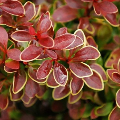 Барбарис «Голден Ринг»