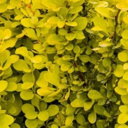 Барбарис Мария