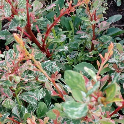 Барбарис «Наташа»