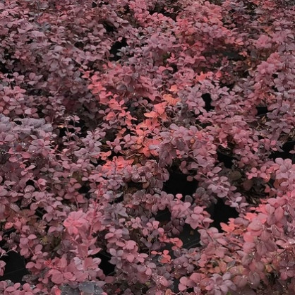 Барбарис «Оттавский»