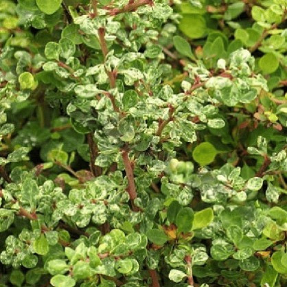 Барбарис Сильвер Бьюти