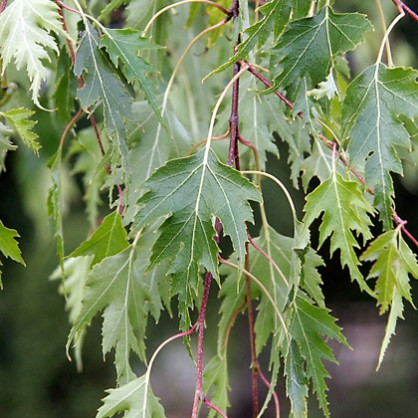 Береза «Далекарлика» (Betula dalecarlica)