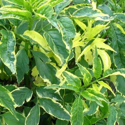 Бузина «Вариегата» (Variegata)