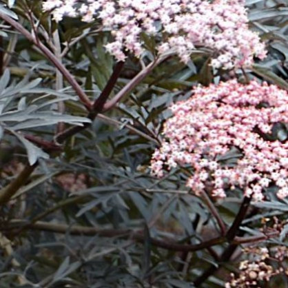 Бузина черная «Нигра» (Sambucus nigra)