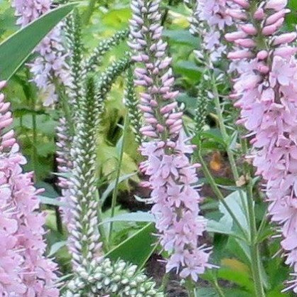 Вероника длиннолистная (розовая)