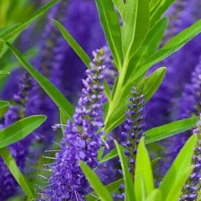 Вероника длиннолистная (синяя)