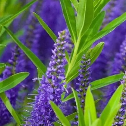 Вероника длиннолистная (синяя)