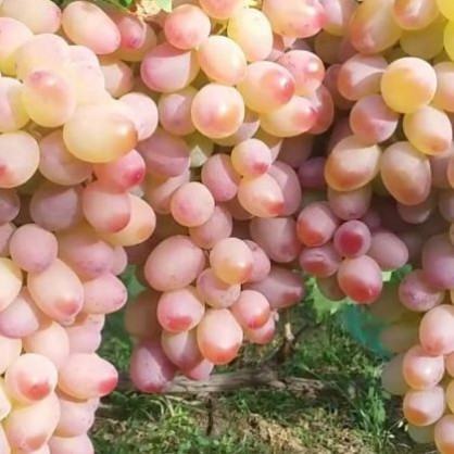 Виноград «Водограй»