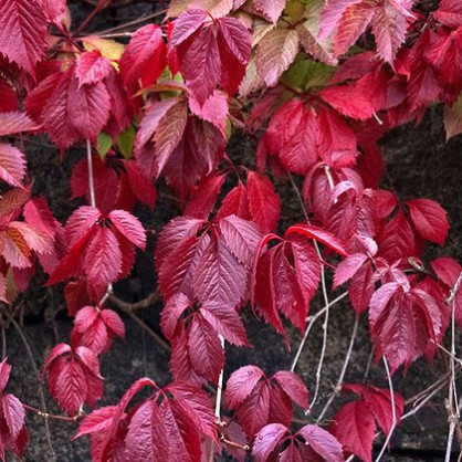 Виноград Девичий