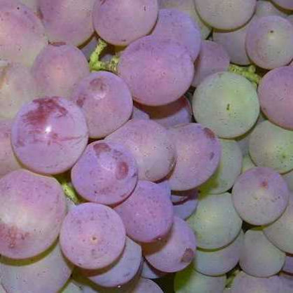 Виноград «Жемчуг Розовый»