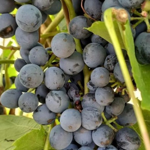 Виноград «Шатен»