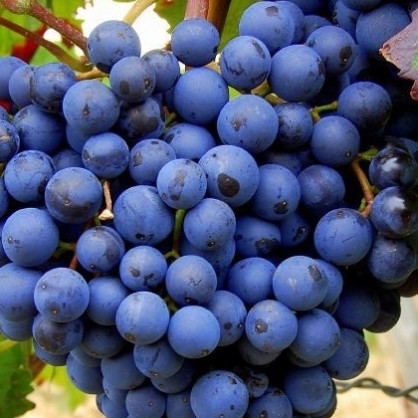 Виноград плодовый «Альден» (Alden)