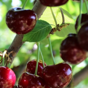 Вишня «Гриот Московский»